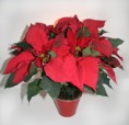 P-06 POINSETHIA   